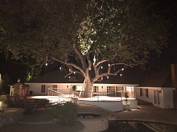 Low voltage install for oak tree